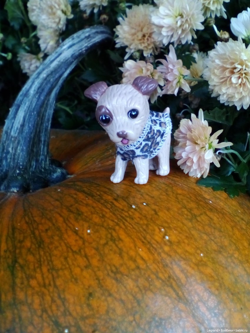 Осенний Петербург. Лукум и Милош в Парадном квартале