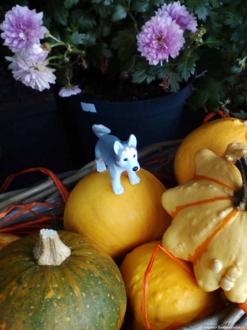 Осенний Петербург. Лукум и Милош в Парадном квартале