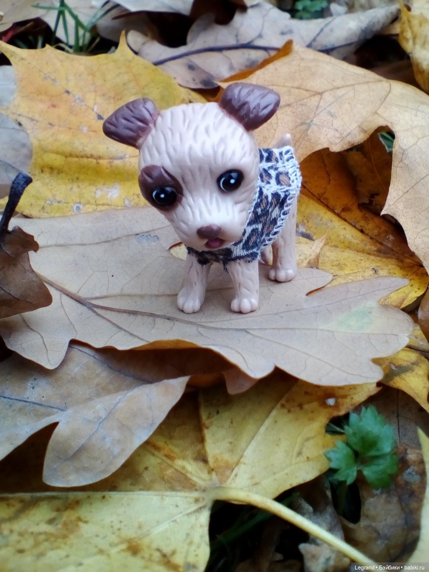 Осенний Петербург. Лукум и Милош в Парадном квартале