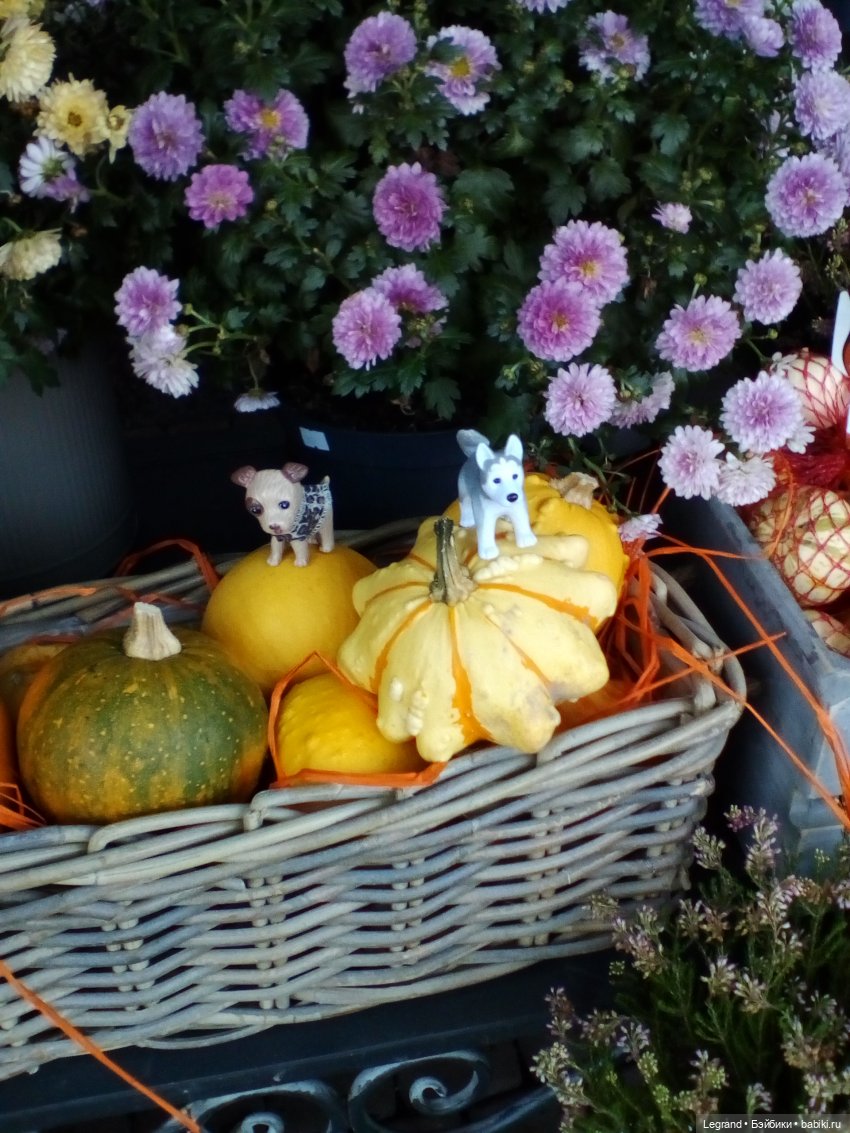 Осенний Петербург. Лукум и Милош в Парадном квартале