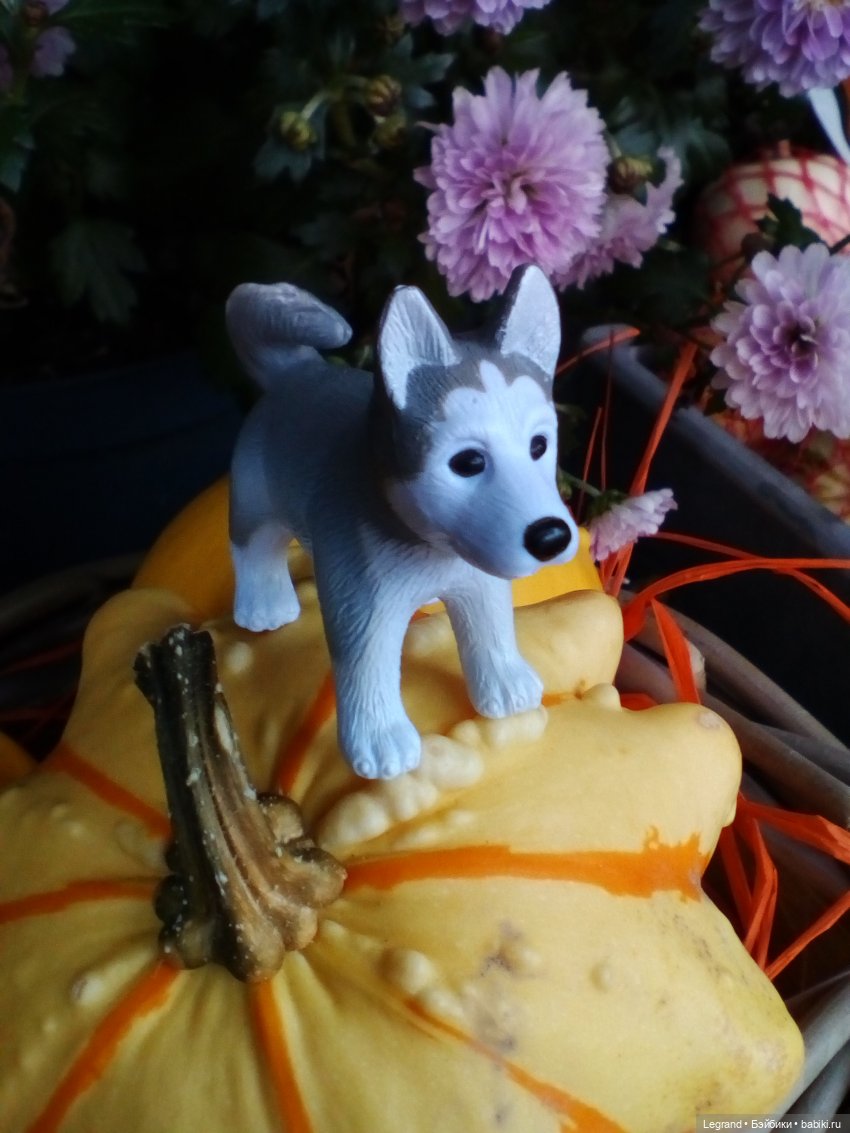 Осенний Петербург. Лукум и Милош в Парадном квартале