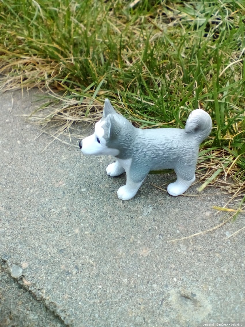 Осенний Петербург. Лукум и Милош в Парадном квартале (фото 6)