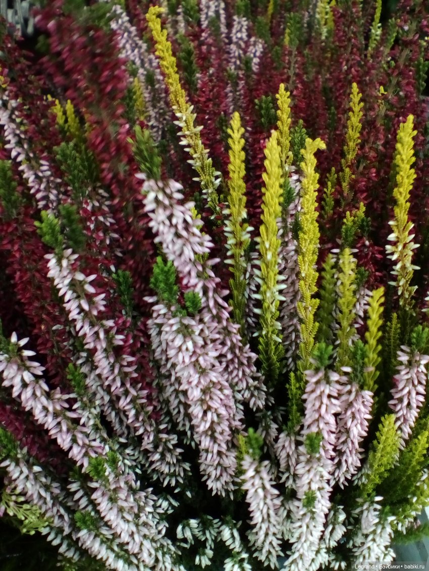 Осенний Петербург. Лукум и Милош в Парадном квартале