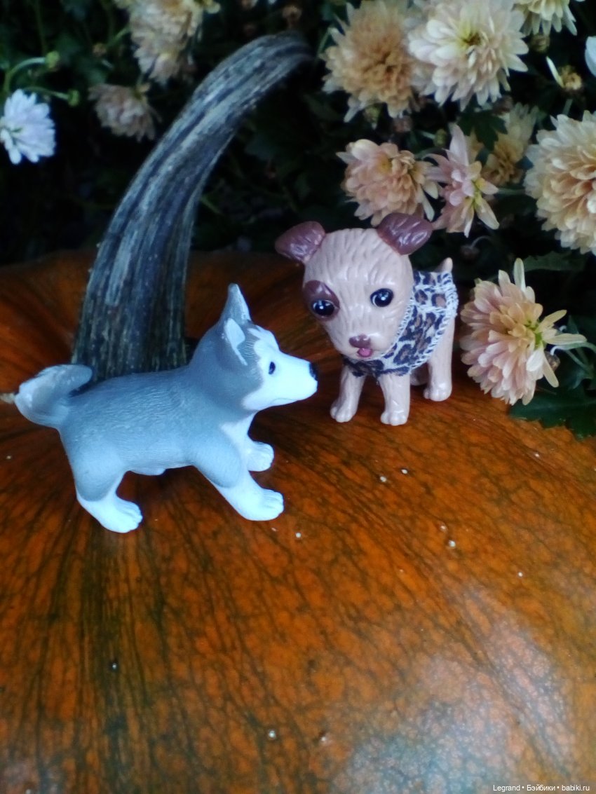 Осенний Петербург. Лукум и Милош в Парадном квартале