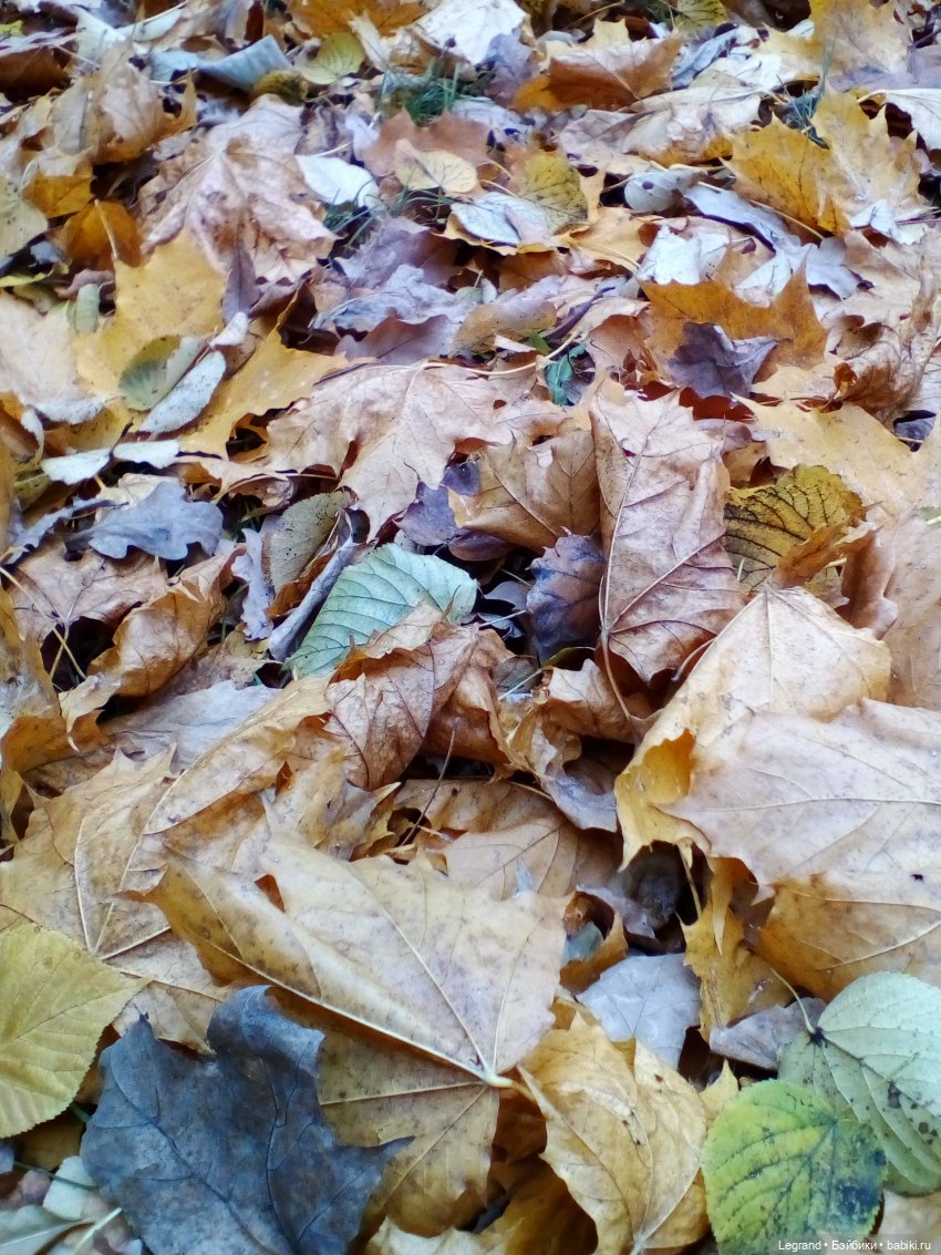 Осенний Петербург. Лукум и Милош в Парадном квартале