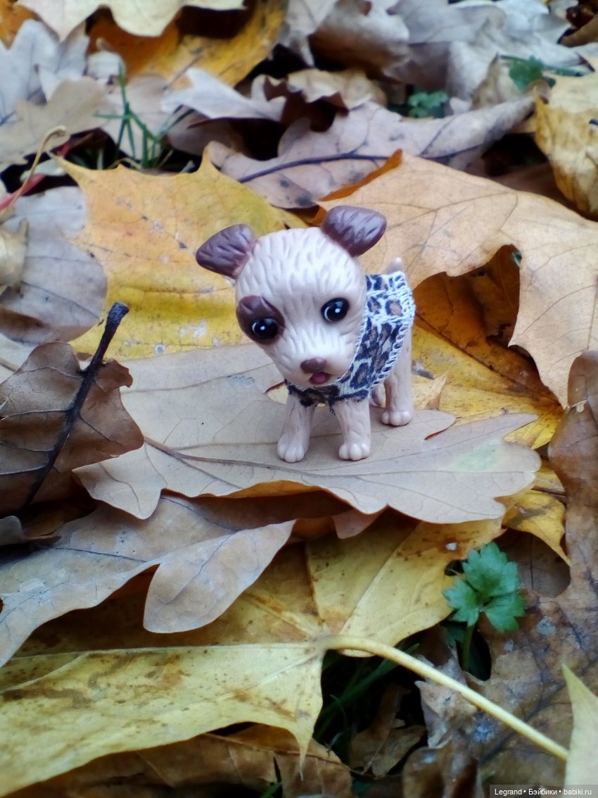 Осенний Петербург. Лукум и Милош в Парадном квартале