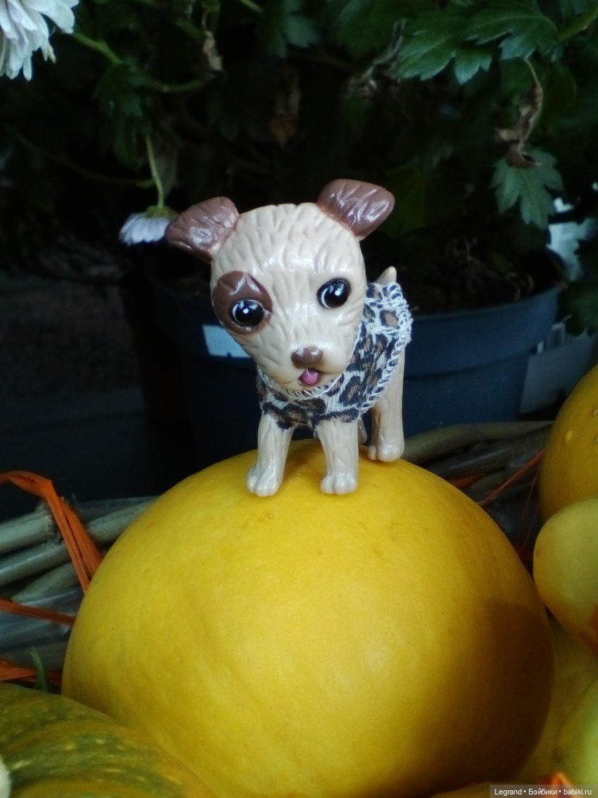 Осенний Петербург. Лукум и Милош в Парадном квартале