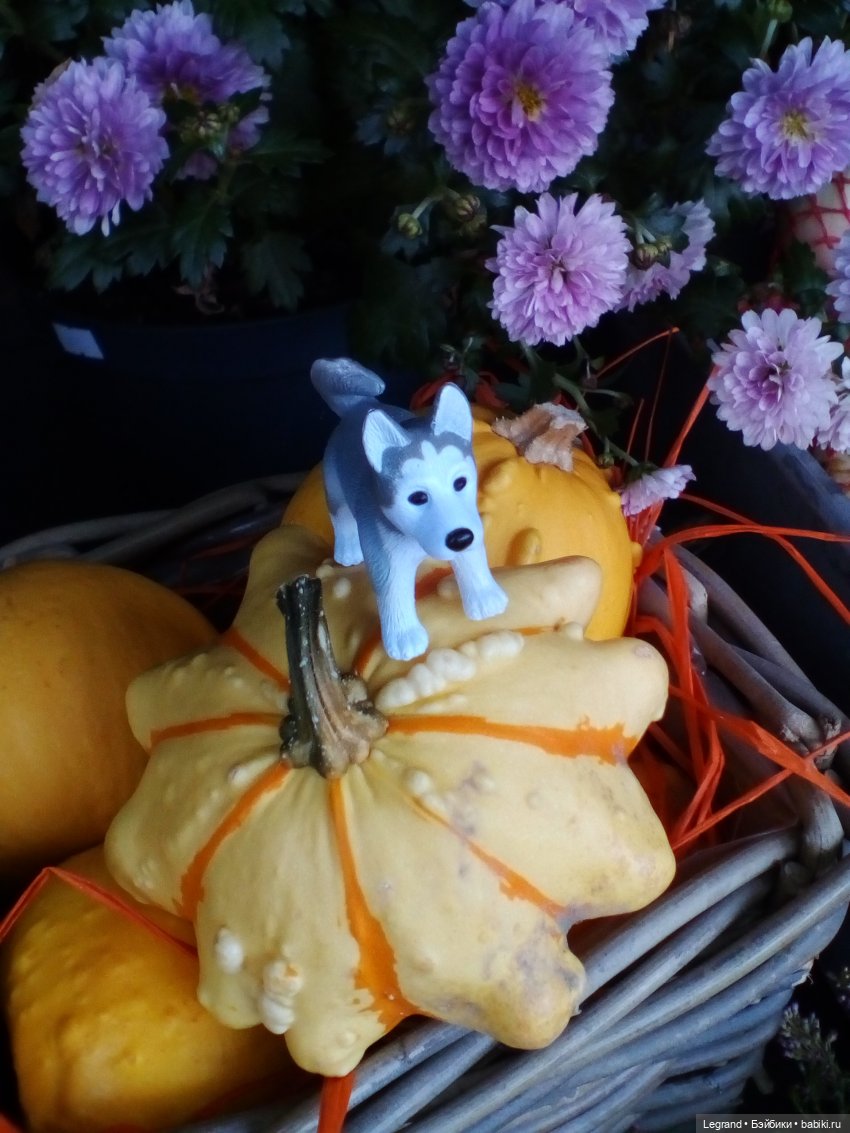 Осенний Петербург. Лукум и Милош в Парадном квартале