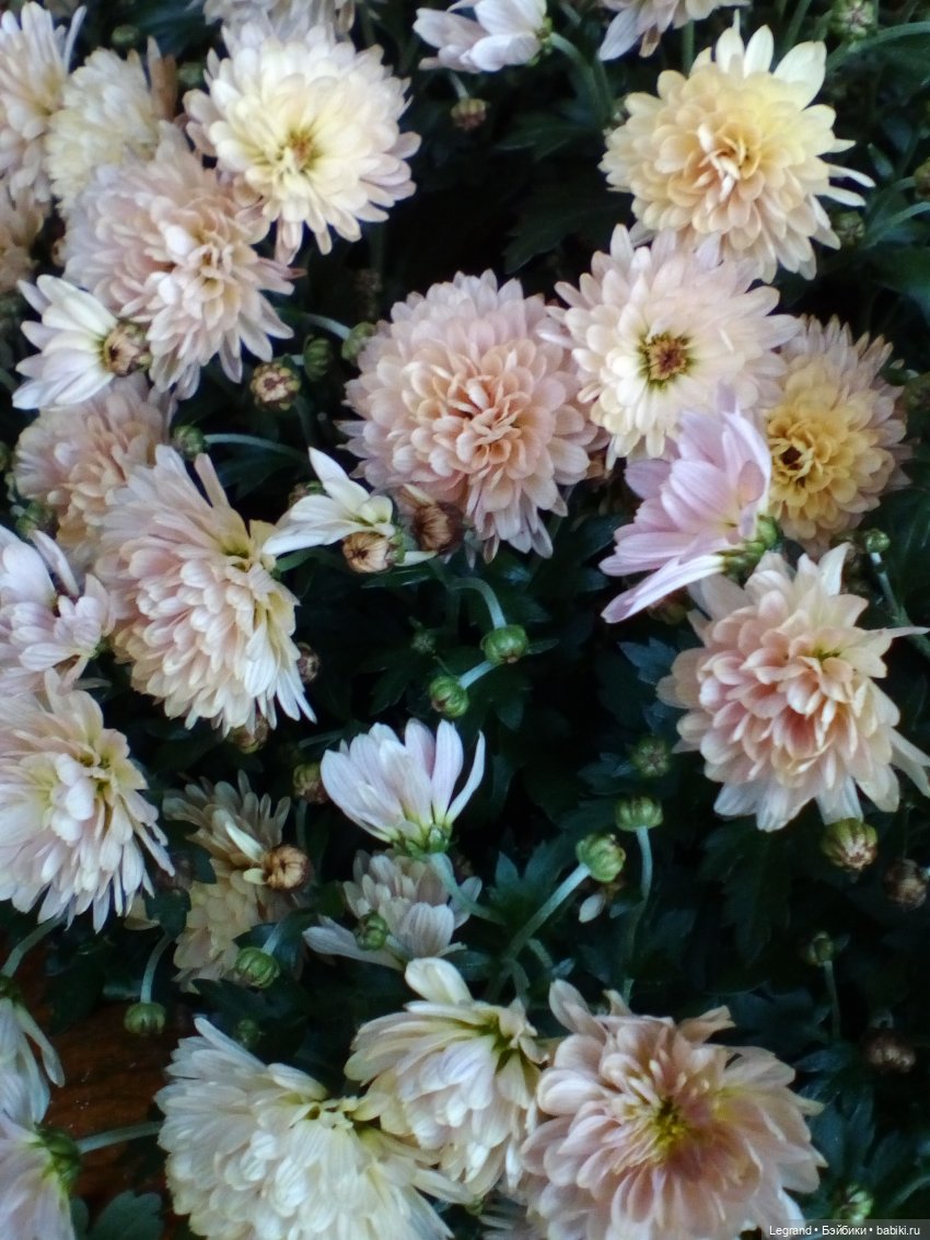 Осенний Петербург. Лукум и Милош в Парадном квартале