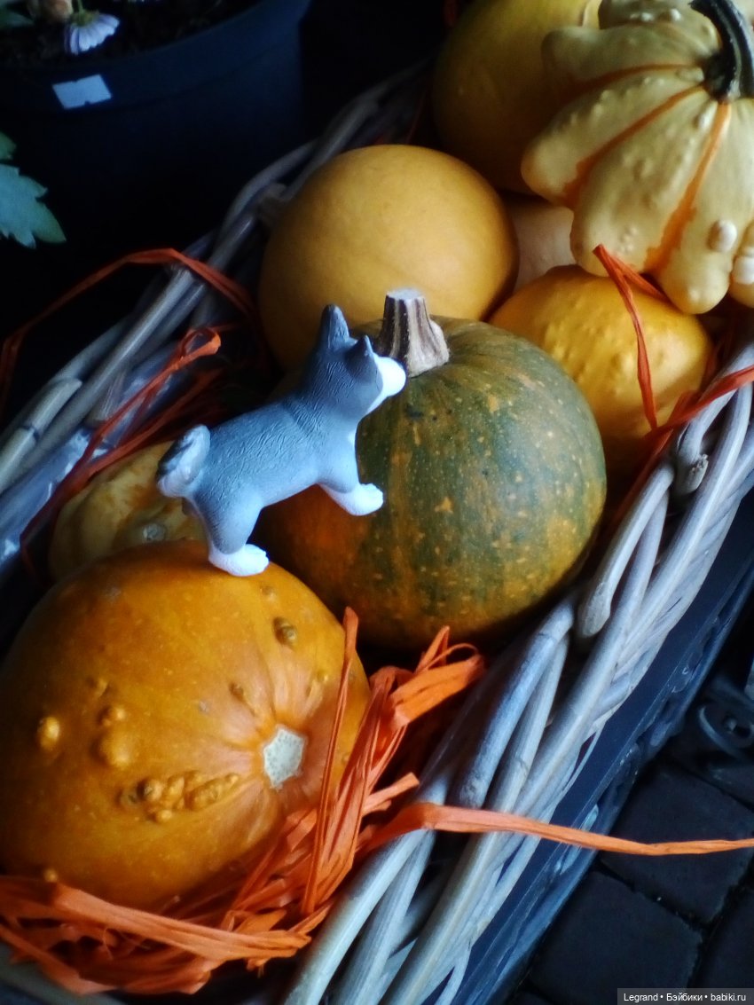 Осенний Петербург. Лукум и Милош в Парадном квартале