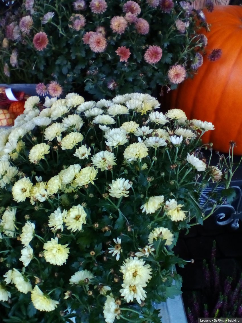 Осенний Петербург. Лукум и Милош в Парадном квартале