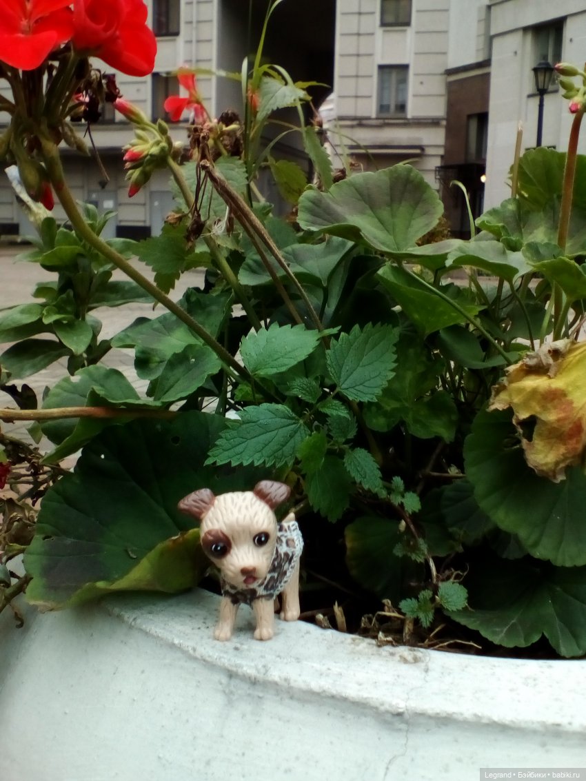 Осенний Петербург. Лукум и Милош в Парадном квартале