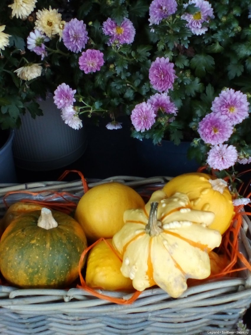 Осенний Петербург. Лукум и Милош в Парадном квартале