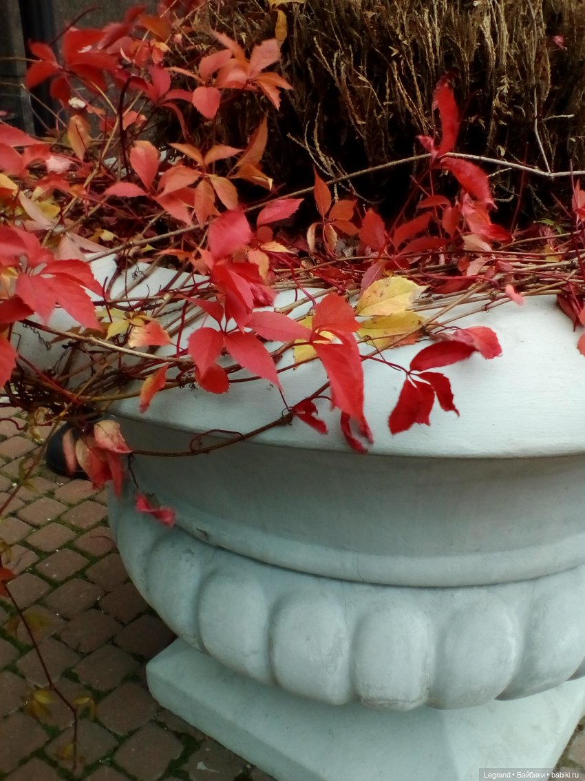 Осенний Петербург. Лукум и Милош в Парадном квартале (фото 9)