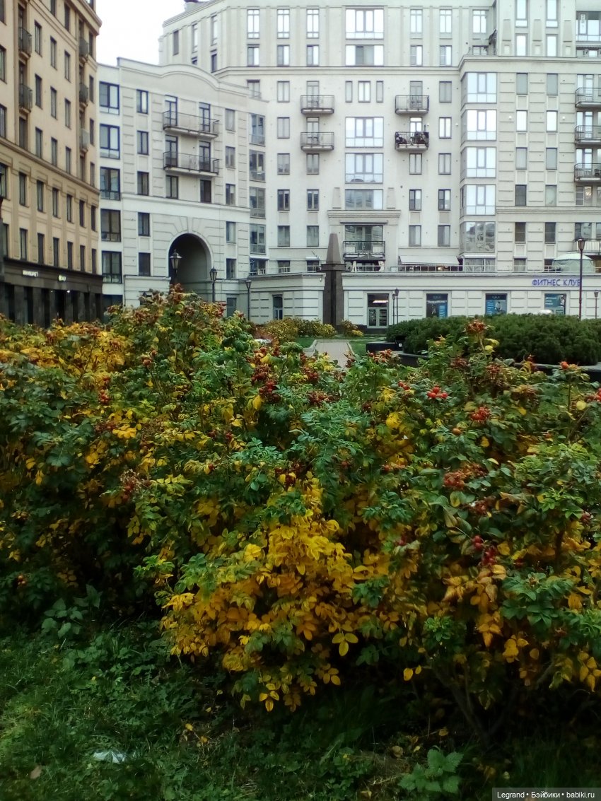 Осенний Петербург. Лукум и Милош в Парадном квартале (фото 4)