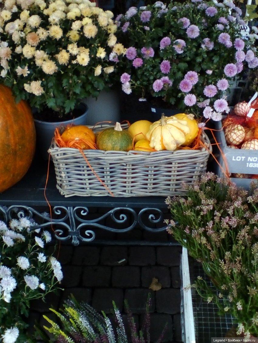 Осенний Петербург. Лукум и Милош в Парадном квартале