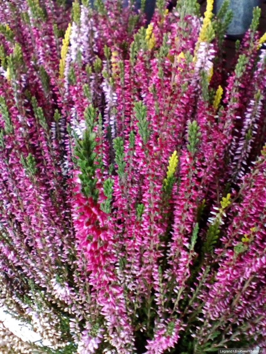 Осенний Петербург. Лукум и Милош в Парадном квартале