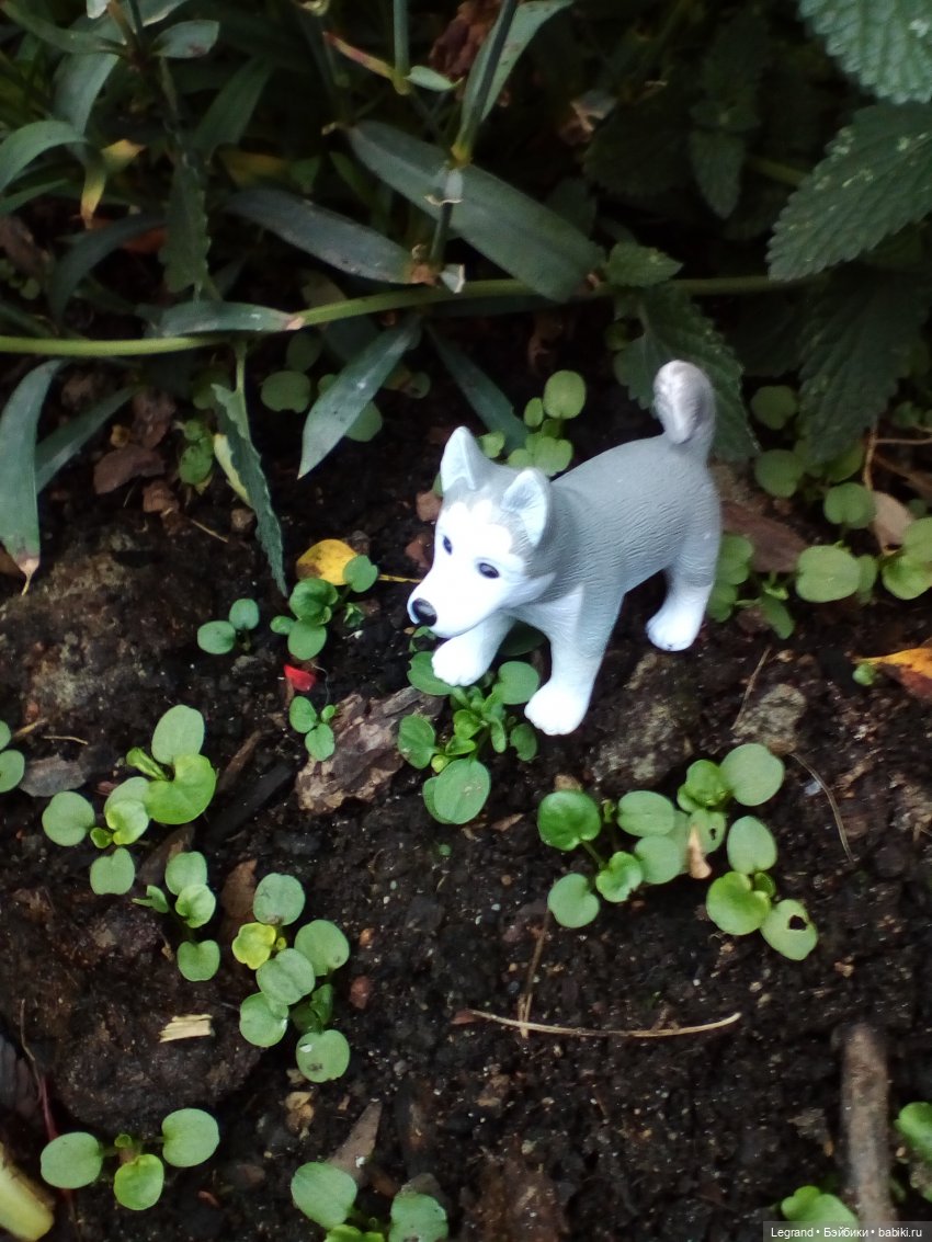 Осенний Петербург. Лукум и Милош в Парадном квартале