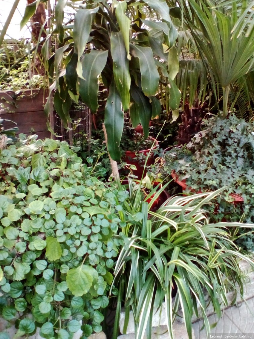 Петербург. Мармарис в Оранжерее Таврического сада. Часть первая