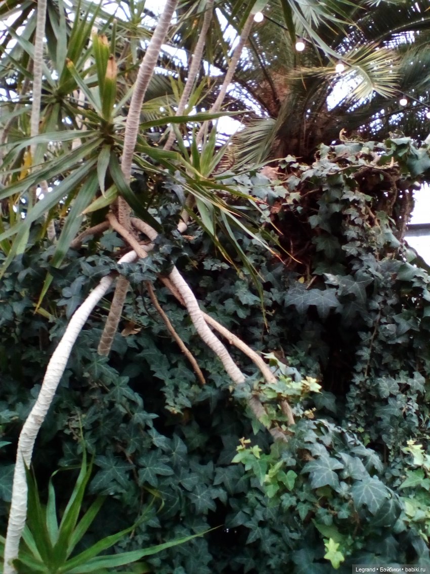 Петербург. Мармарис в Оранжерее Таврического сада. Часть вторая