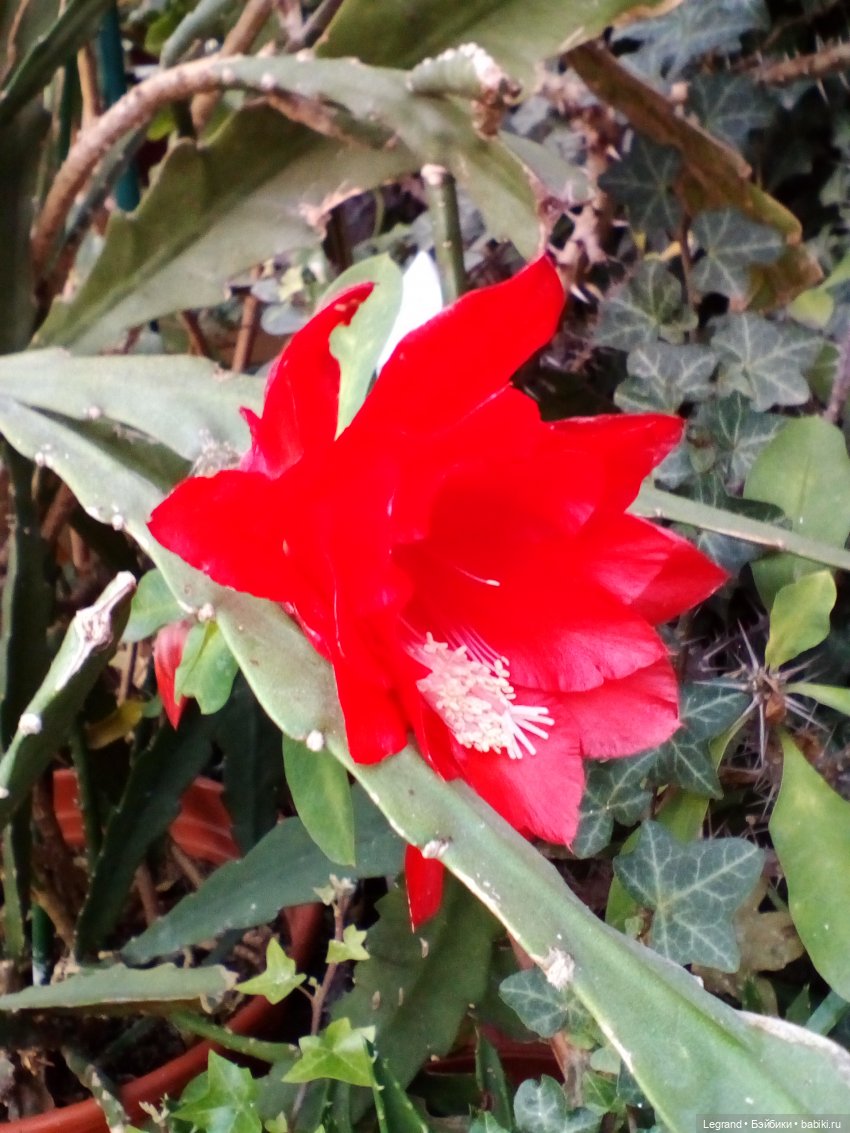 Петербург. Мармарис в Оранжерее Таврического сада. Часть первая (фото 9)