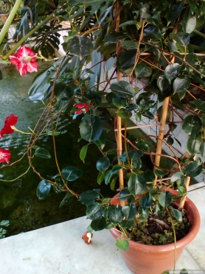 Петербург. Мармарис в Оранжерее Таврического сада. Часть первая