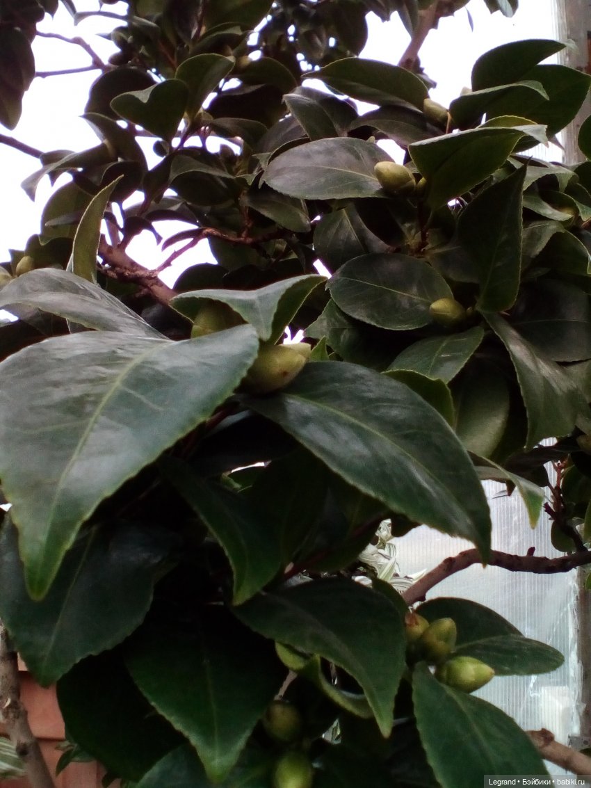 Петербург. Мармарис в Оранжерее Таврического сада. Часть вторая