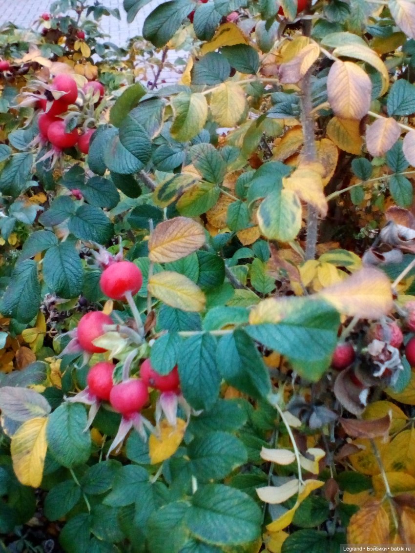 Петербург. Мармарис в Оранжерее Таврического сада. Часть вторая