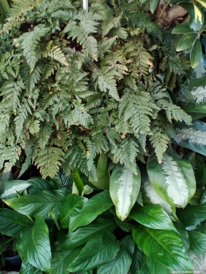 Петербург. Мармарис в Оранжерее Таврического сада. Часть первая (фото 3)