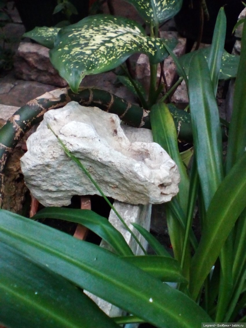 Петербург. Мармарис в Оранжерее Таврического сада. Часть вторая