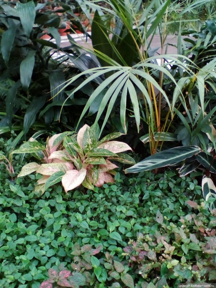 Петербург. Мармарис в Оранжерее Таврического сада. Часть вторая