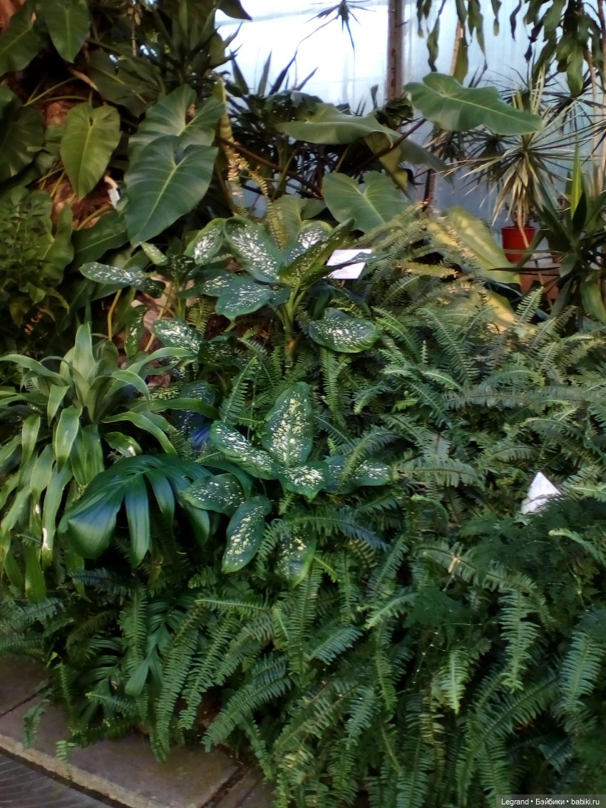 Петербург. Мармарис в Оранжерее Таврического сада. Часть первая