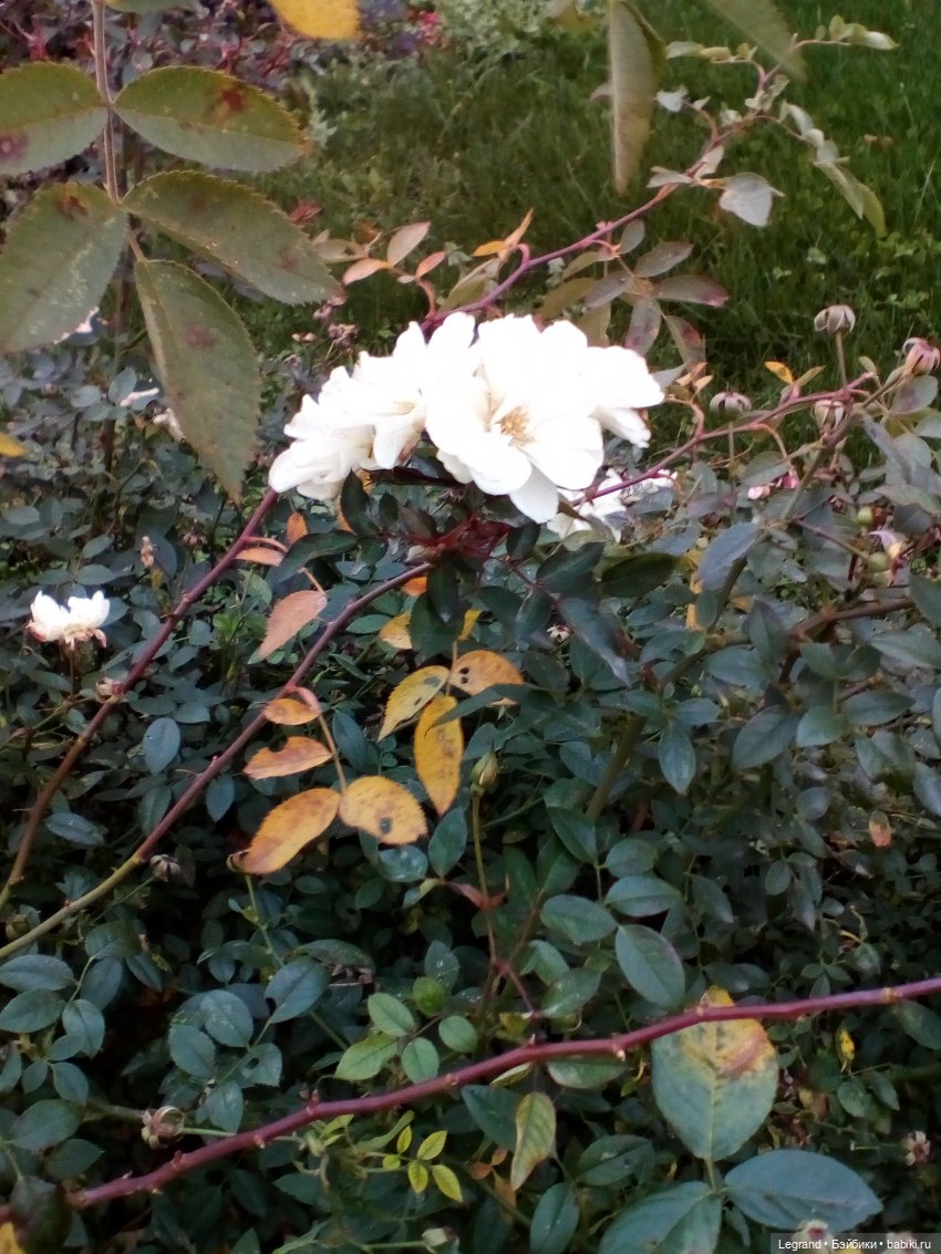 Петербург. Мармарис в Оранжерее Таврического сада. Часть вторая