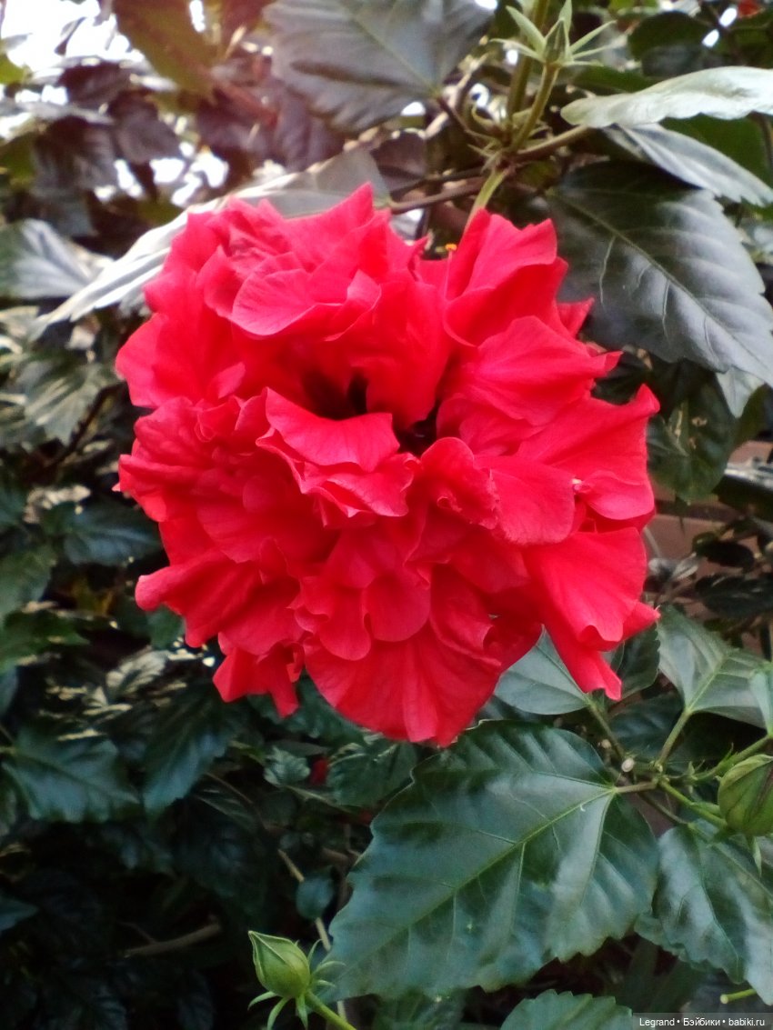 Петербург. Мармарис в Оранжерее Таврического сада. Часть первая (фото 4)