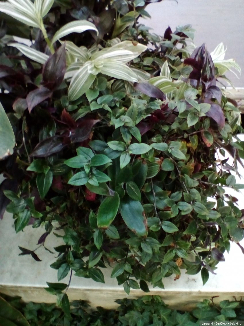 Петербург. Мармарис в Оранжерее Таврического сада. Часть первая