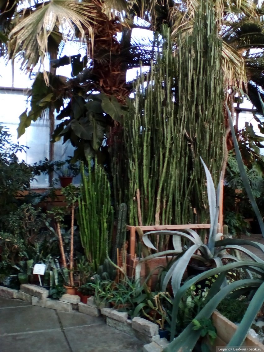 Петербург. Мармарис в Оранжерее Таврического сада. Часть первая (фото 2)