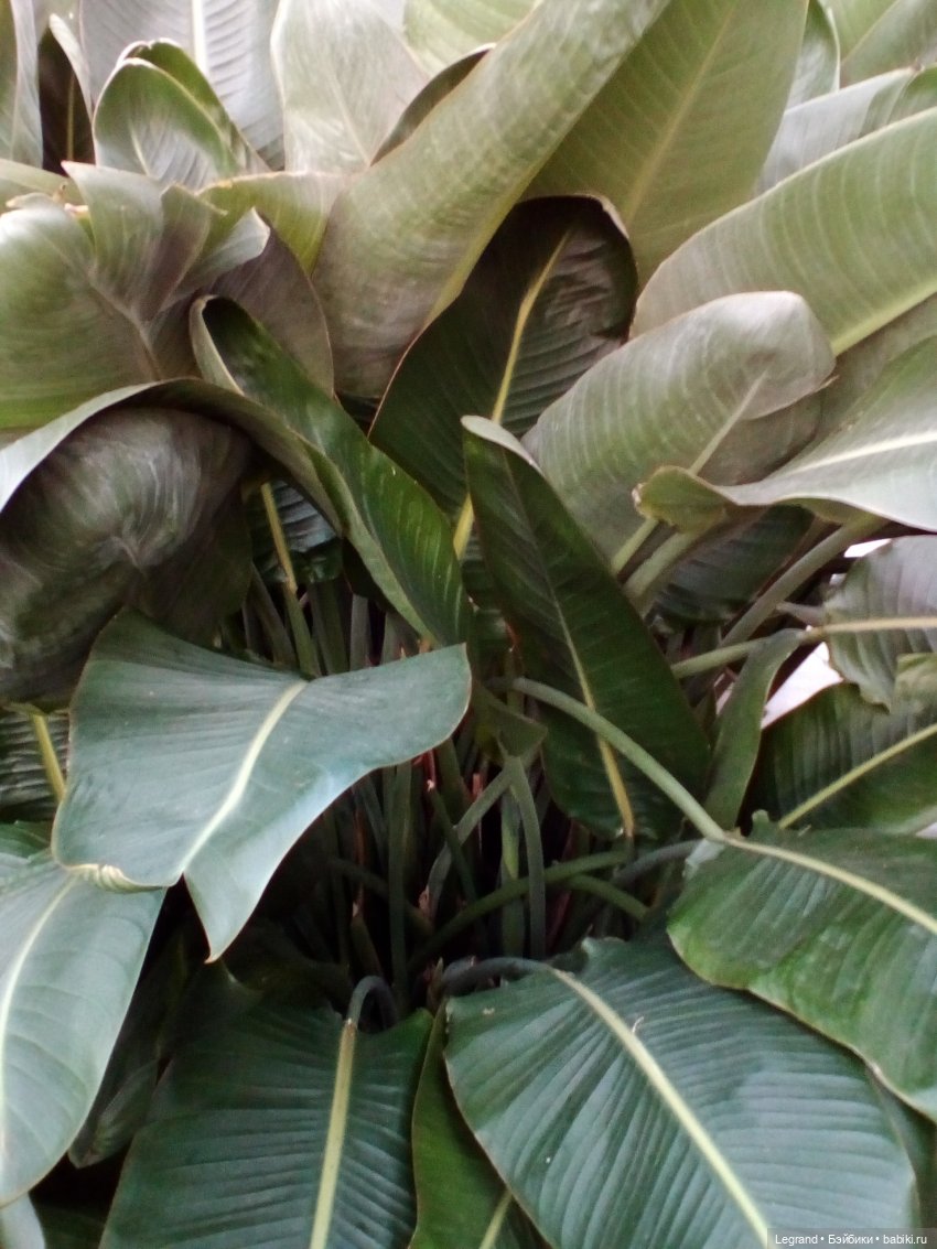 Петербург. Мармарис в Оранжерее Таврического сада. Часть первая