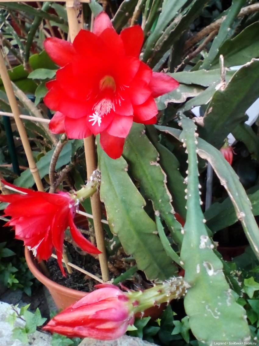 Петербург. Мармарис в Оранжерее Таврического сада. Часть первая (фото 10)