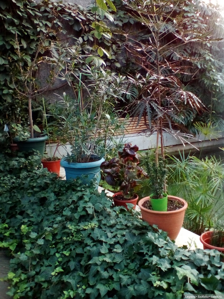 Петербург. Мармарис в Оранжерее Таврического сада. Часть первая