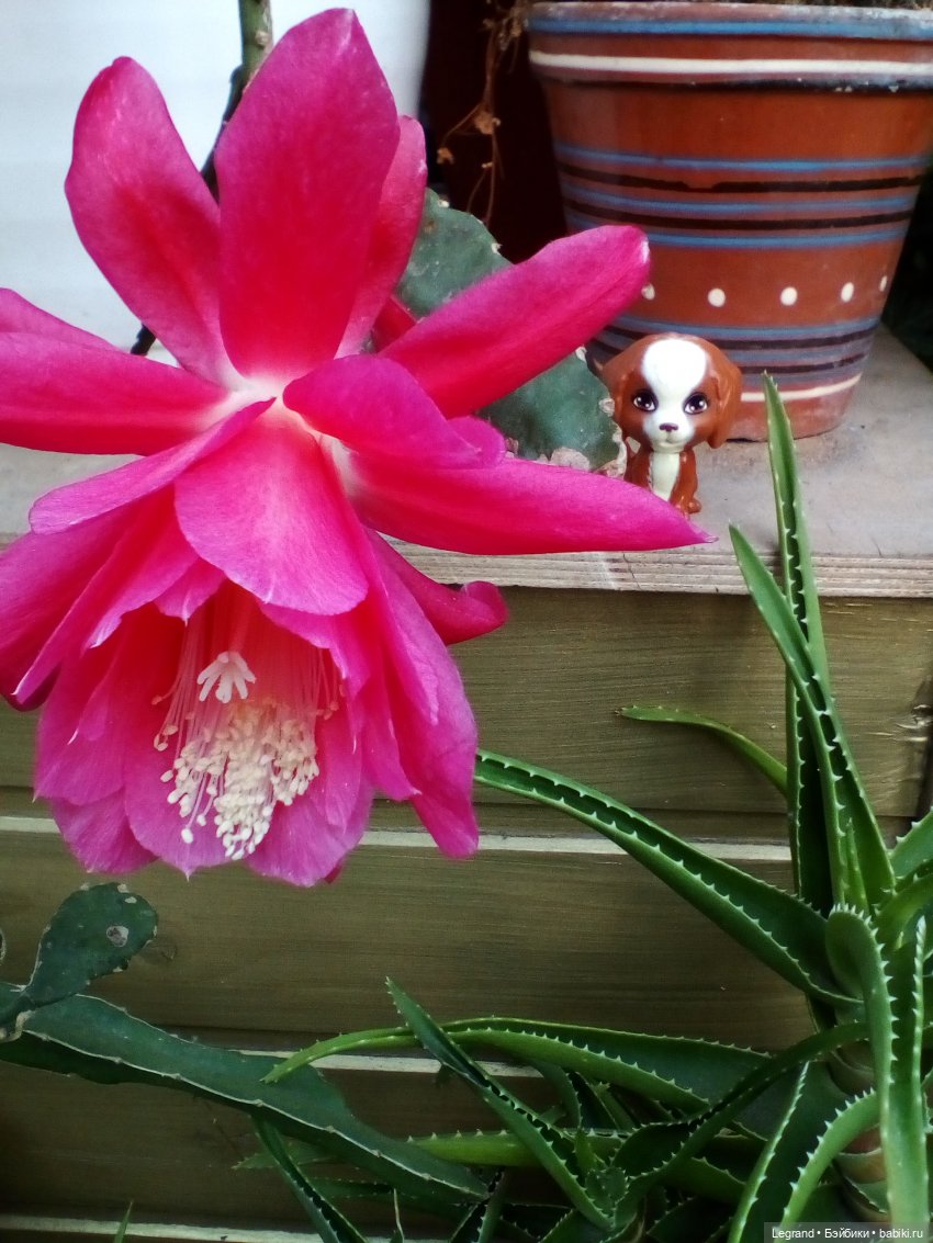 Петербург. Мармарис в Оранжерее Таврического сада. Часть первая (фото 6)