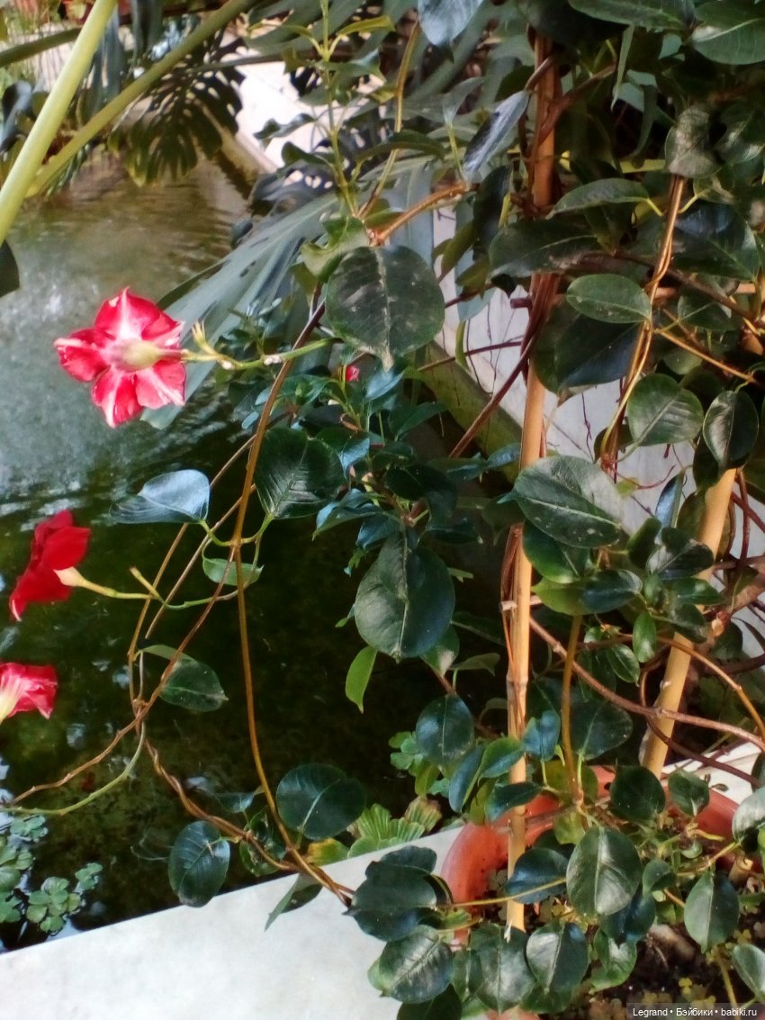 Петербург. Мармарис в Оранжерее Таврического сада. Часть первая