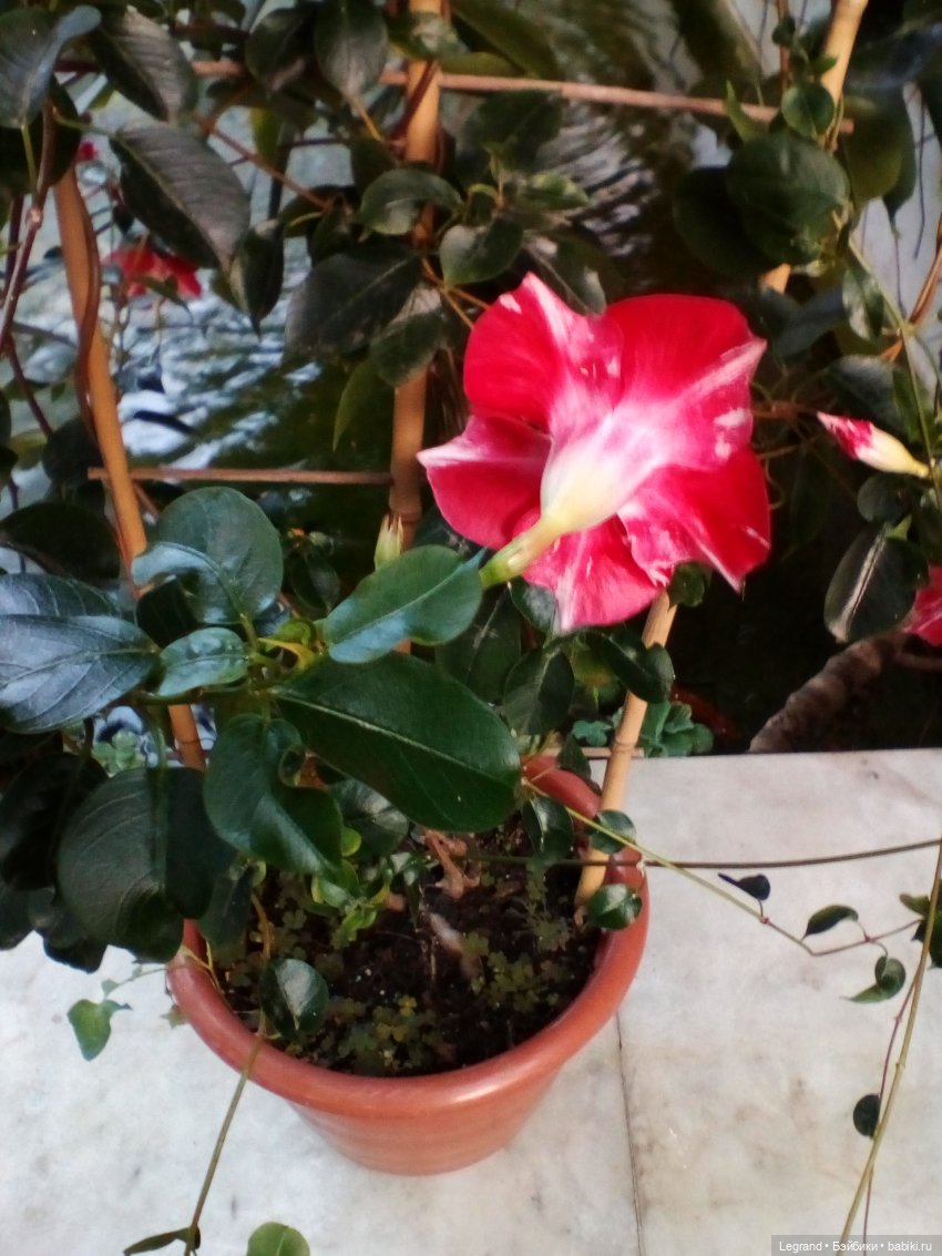 Петербург. Мармарис в Оранжерее Таврического сада. Часть первая