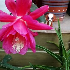 Петербург. Мармарис в Оранжерее Таврического сада. Часть вторая