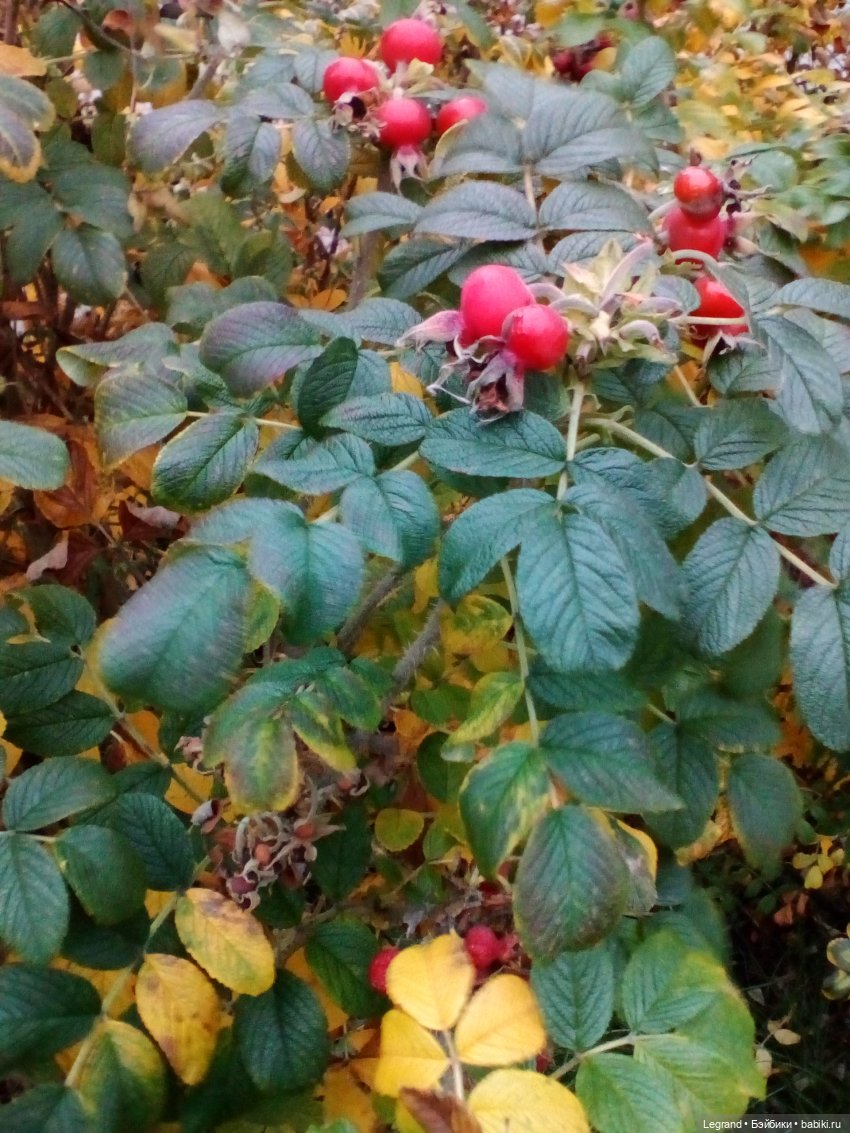 Осень - любимое время... Стихи Лестата (фото 9)