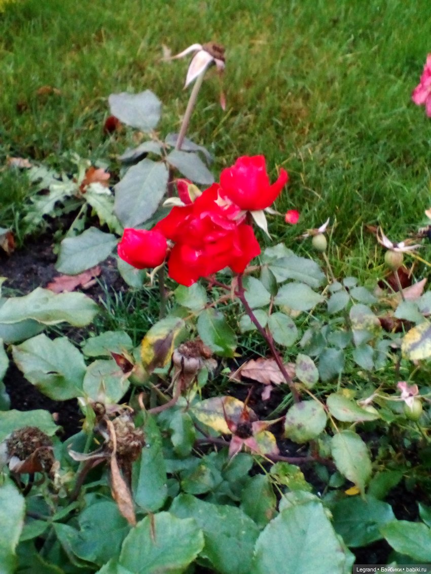 Петербург. Гюльфем и Мармарис в Оранжерее Таврического сада