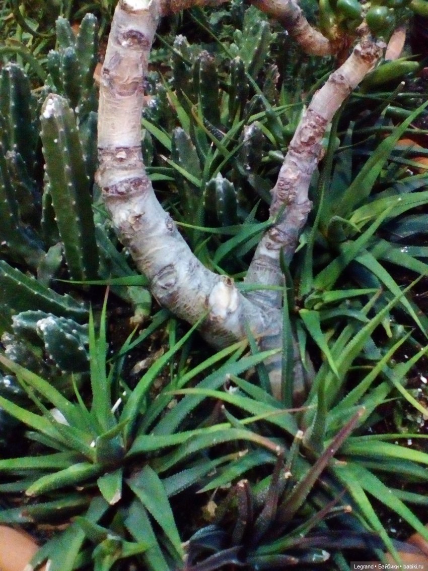 Петербург. Гюльфем и Мармарис в Оранжерее Таврического сада