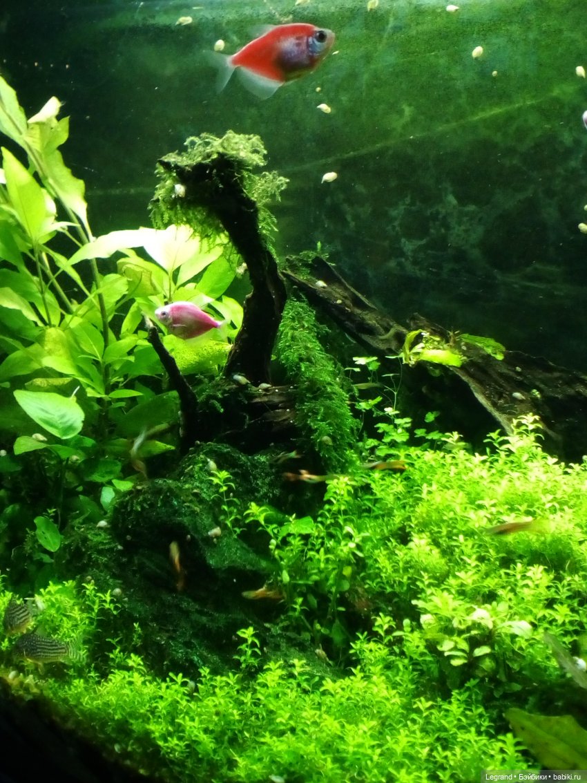 Петербург. Гюльфем и Мармарис в Оранжерее Таврического сада (фото 7)