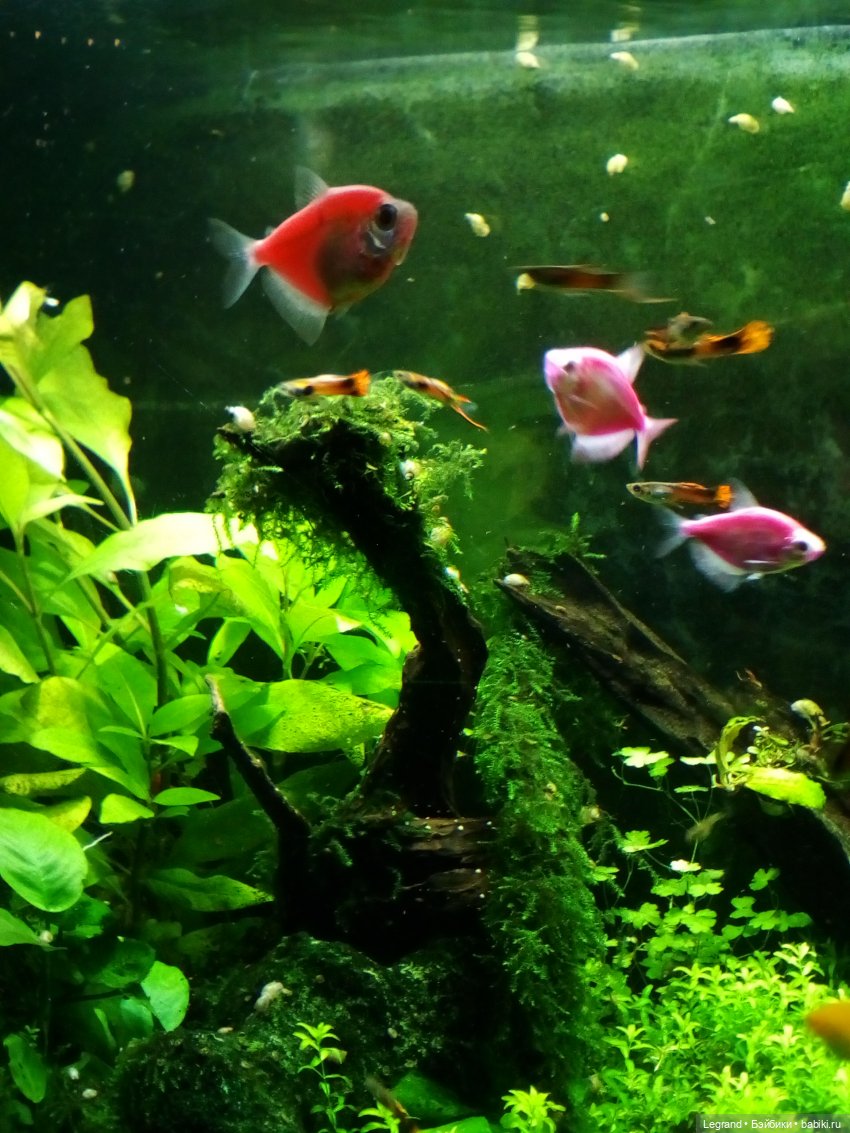 Петербург. Гюльфем и Мармарис в Оранжерее Таврического сада