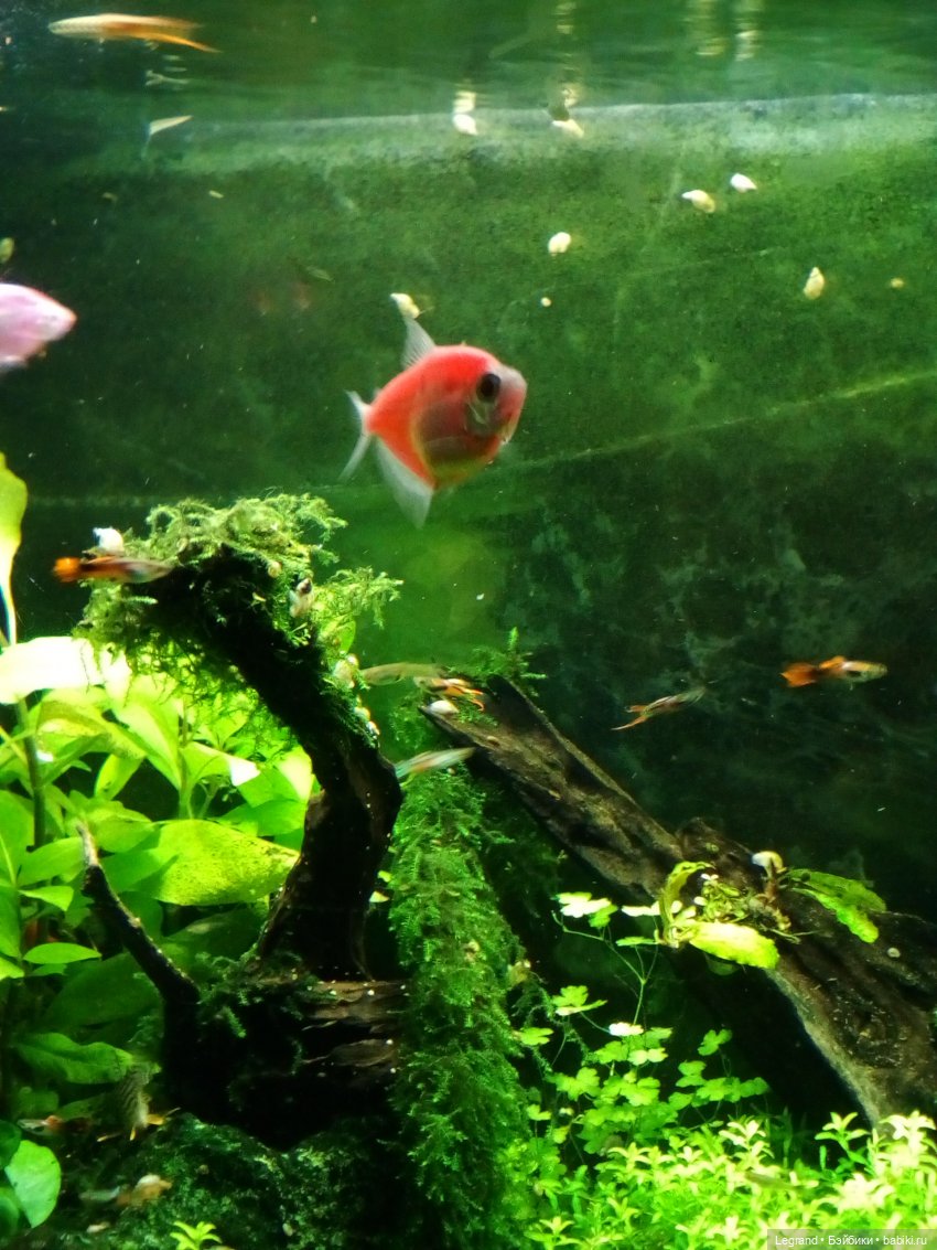 Петербург. Гюльфем и Мармарис в Оранжерее Таврического сада