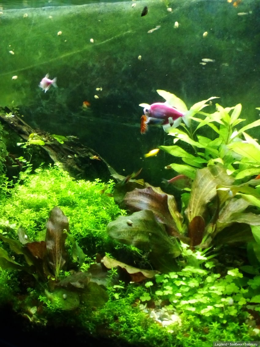 Петербург. Гюльфем и Мармарис в Оранжерее Таврического сада (фото 6)